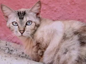 Gato raça SRD idade  nome Charlotte