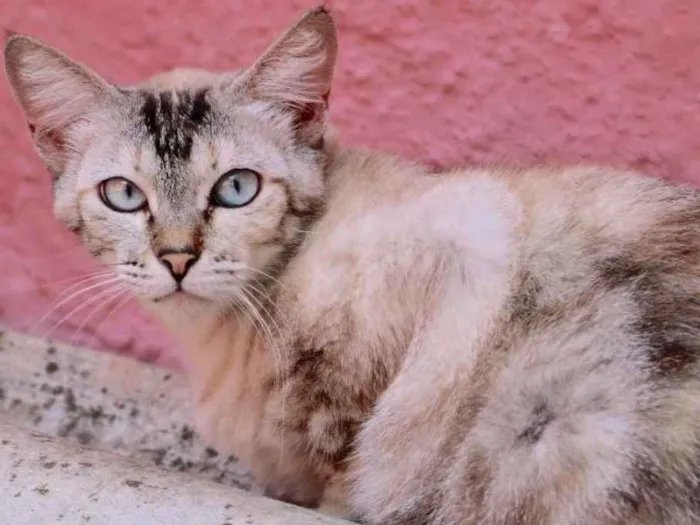 Gato ra a SRD idade  nome Charlotte
