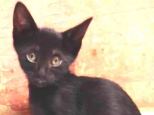 Gato raça SRD idade Abaixo de 2 meses nome Brownie