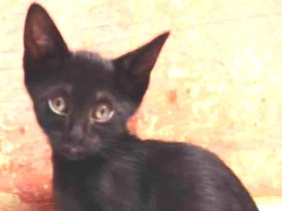 Gato ra a SRD idade Abaixo de 2 meses nome Brownie