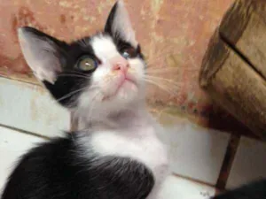Gato raça SRD idade Abaixo de 2 meses nome Pinki