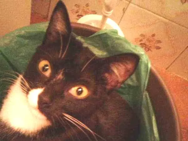 Gato ra a Vira lata idade 2 anos nome Menina