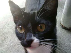 Gato raça Vira lata idade 2 anos nome Menina