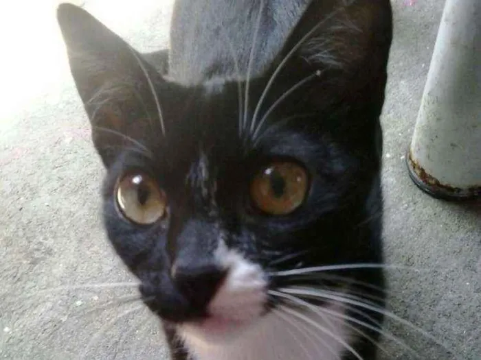 Gato ra a Vira lata idade 2 anos nome Menina