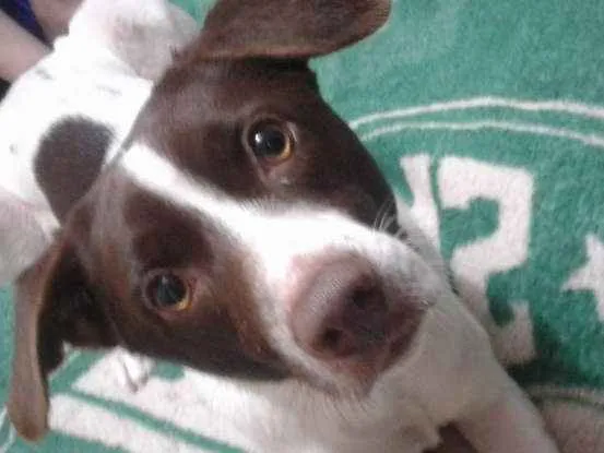 Cachorro ra a Vira lata idade 2 anos nome Bily