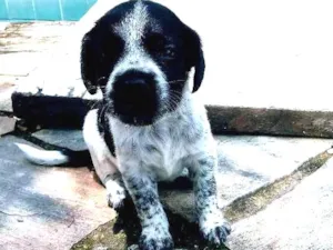 Cachorro raça  idade Abaixo de 2 meses nome Sem nome