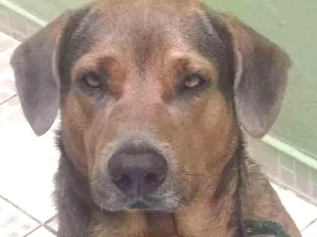 Cachorro raça Labrador/Pitibul idade 3 anos nome SONECA