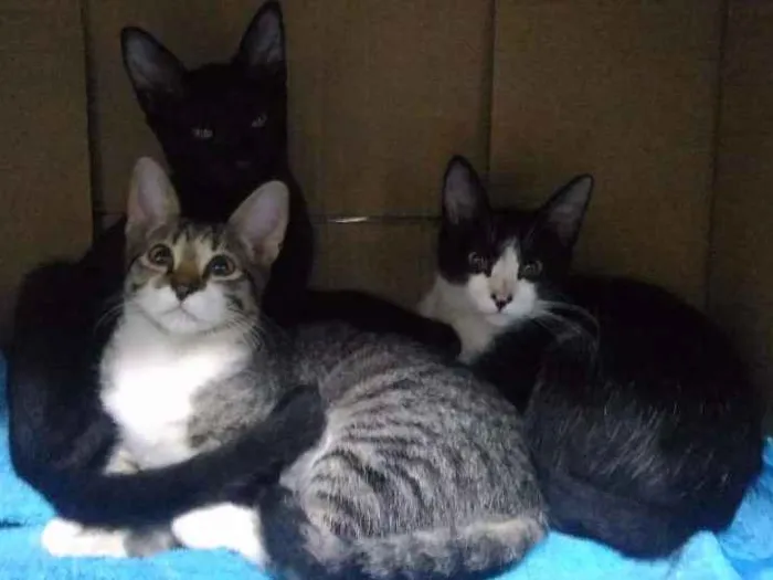 Gato ra a Sem Raça idade 2 a 6 meses nome Sem Nome