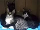 Gato raça Sem Raça idade 2 a 6 meses nome Sem Nome