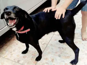 Cachorro raça não definida idade 1 ano nome PUG