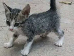Gato raça mista idade Abaixo de 2 meses nome sem nome