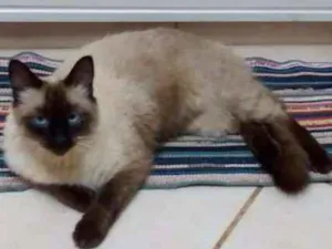 Gato raça Sem raca idade  nome João