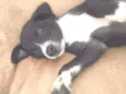 Pretinho
