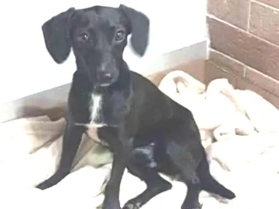 Cachorro ra a SRD idade 1 ano nome Pretinho