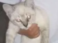 Tom