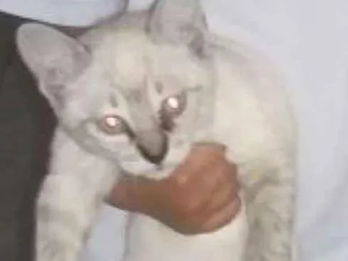 Gato ra a Srd idade 2 a 6 meses nome Tom