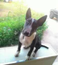 NICOLAU