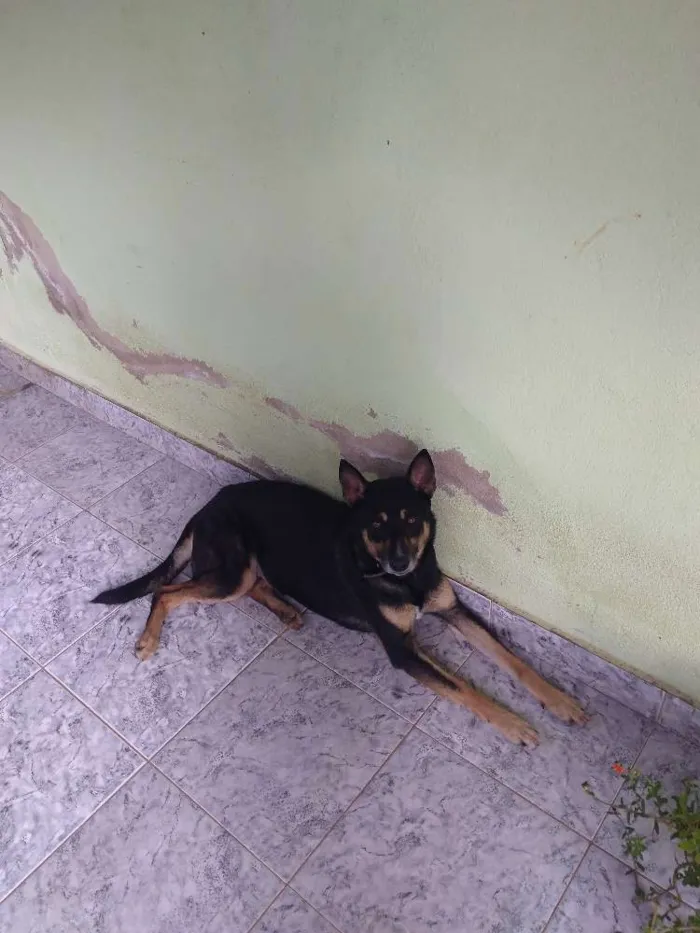 Cachorro ra a Vira lata com pastor alemão idade 5 anos nome Ralf jr