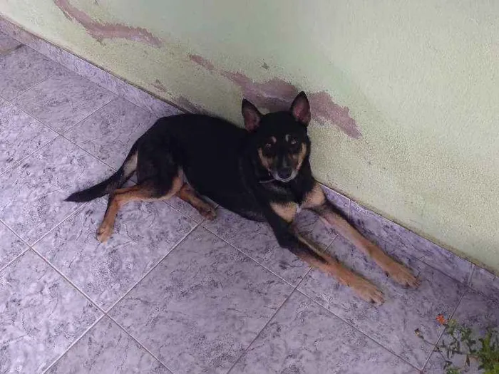 Cachorro ra a Vira lata com pastor alemão idade 5 anos nome Ralf jr