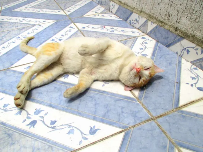 Gato ra a Indeferida idade 2 anos nome Amiguinho