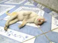 Amiguinho