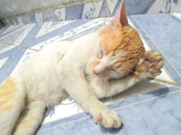 Gato ra a Indeferida idade 2 anos nome Amiguinho