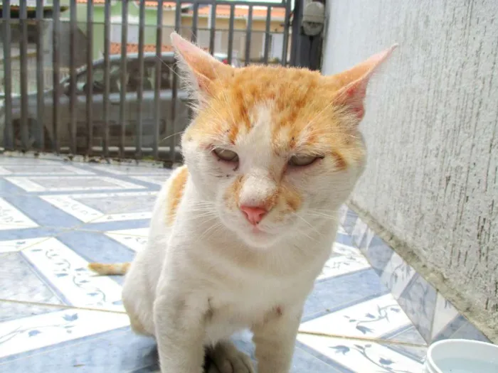 Gato ra a Indeferida idade 2 anos nome Amiguinho
