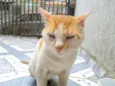 Amiguinho