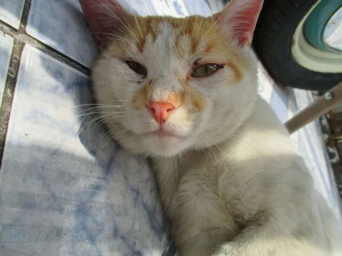 Gato ra a Indeferida idade 2 anos nome Amiguinho