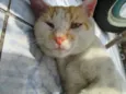 Amiguinho