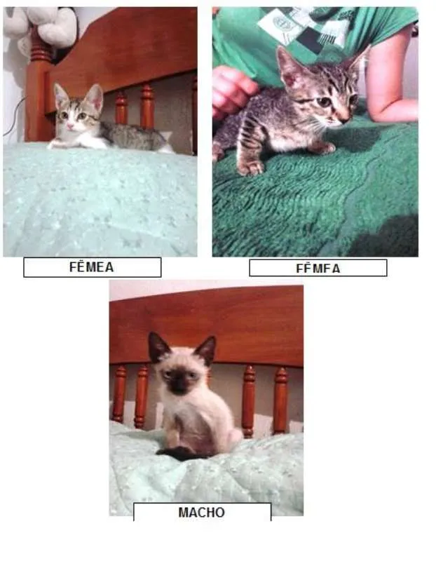 Gato ra a SRD idade 2 a 6 meses nome SEM NOMES