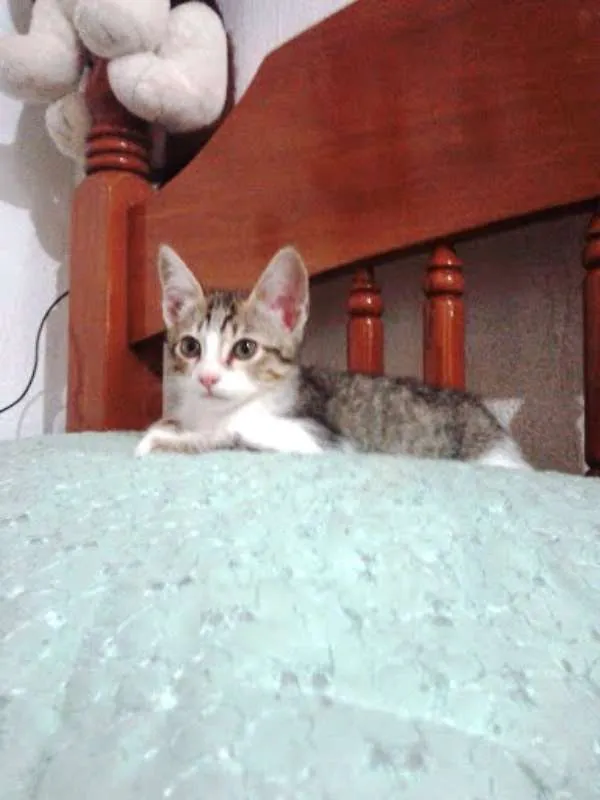 Gato ra a SRD idade 2 a 6 meses nome SEM NOMES