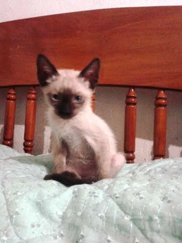 Gato ra a SRD idade 2 a 6 meses nome SEM NOMES