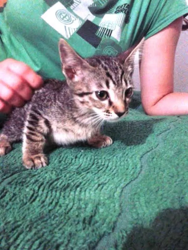 Gato ra a SRD idade 2 a 6 meses nome SEM NOMES