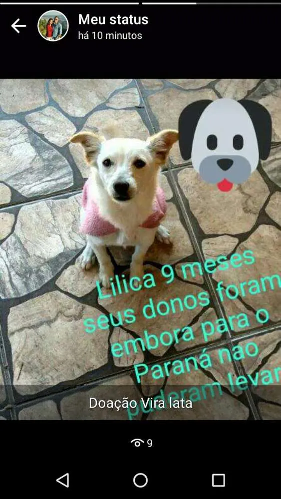 Cachorro ra a Vira lata  idade 7 a 11 meses nome Lilica
