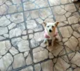 Lilica