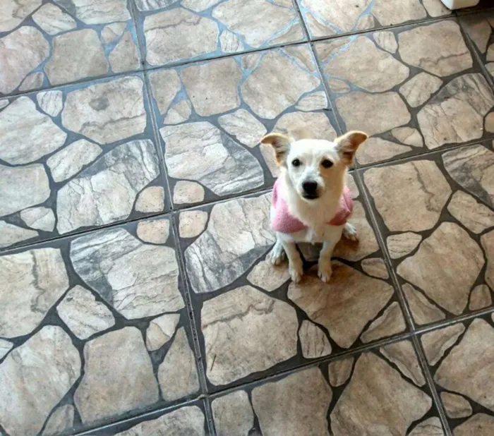 Cachorro ra a Vira lata  idade 7 a 11 meses nome Lilica