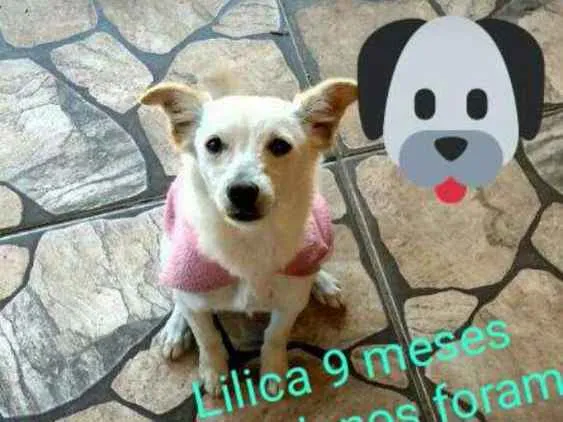 Cachorro ra a Vira lata  idade 7 a 11 meses nome Lilica