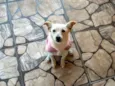 Lilica