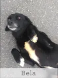 Bela