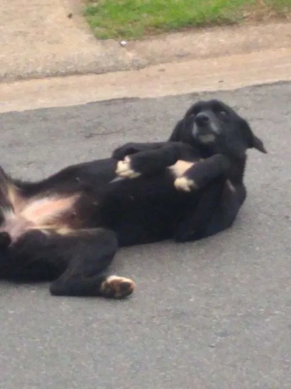 Cachorro ra a SRD idade 2 anos nome Bela