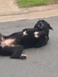 Bela