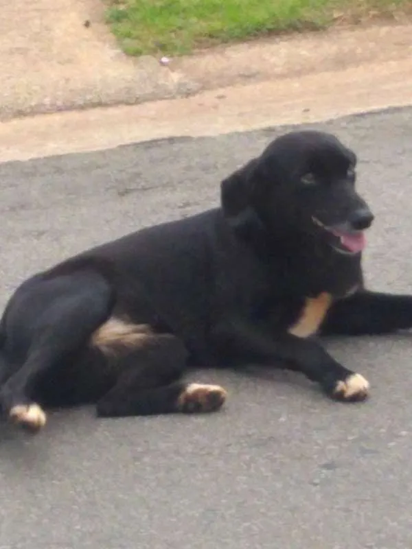 Cachorro ra a SRD idade 2 anos nome Bela
