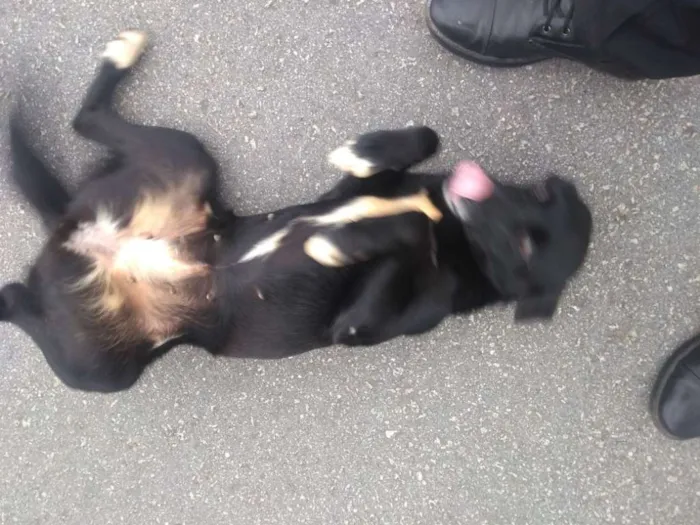 Cachorro ra a SRD idade 2 anos nome Bela