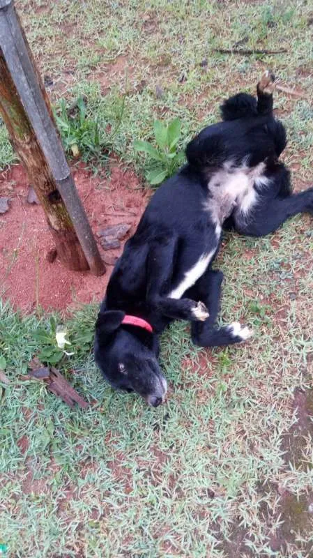 Cachorro ra a SRD idade 2 anos nome Bela