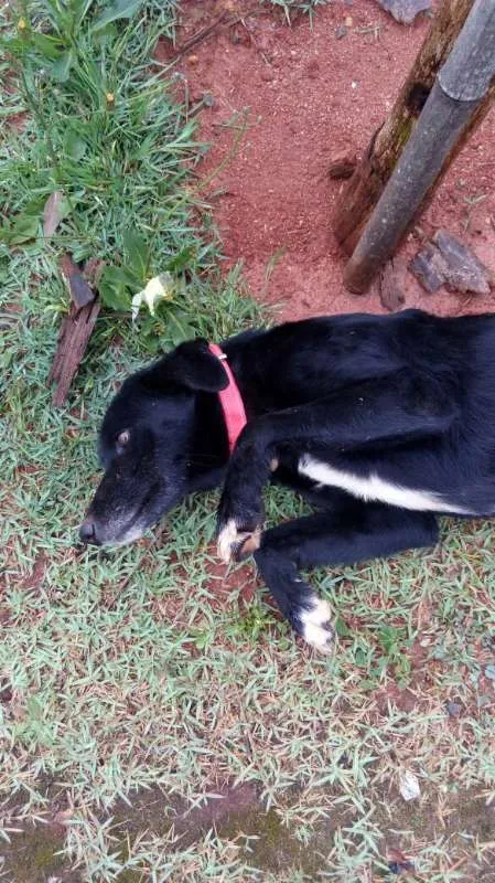 Cachorro ra a SRD idade 2 anos nome Bela