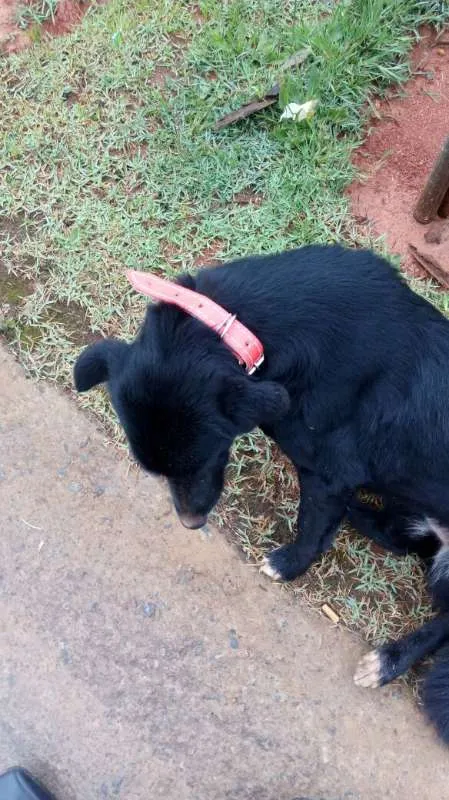 Cachorro ra a SRD idade 2 anos nome Bela