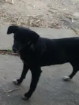 Bela