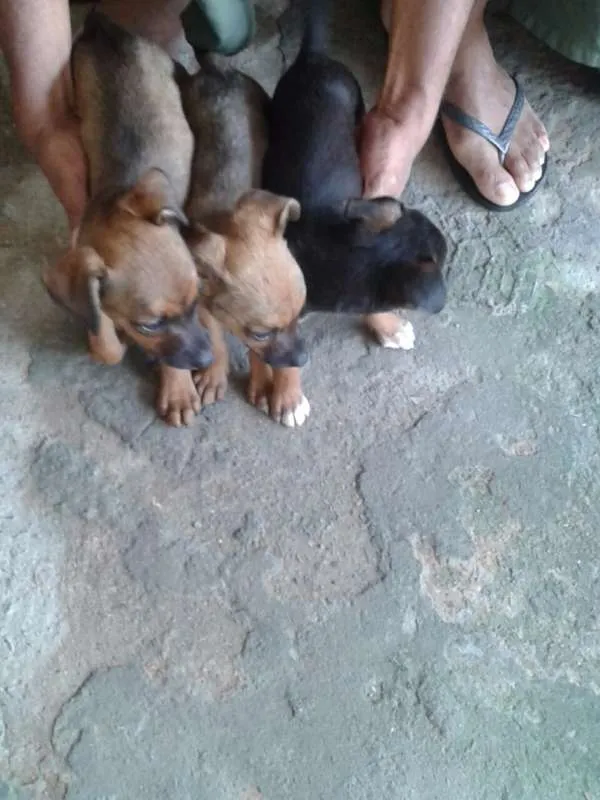 Cachorro ra a SRD idade Abaixo de 2 meses nome pretinha,marronzão 