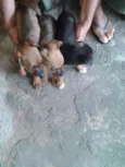 pretinha,marronzão